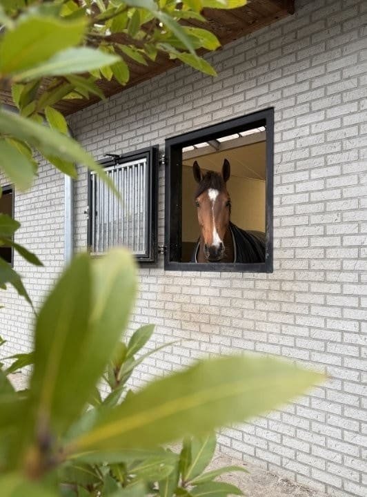 equi-elite-marketing-cavallini-fotoshoot-2-1